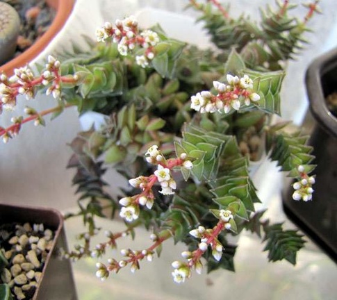 Crassula corymbulosa Ira tamagocha Krasnoarmeysk