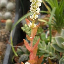 Crassula cv Flame Iv FG