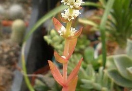 Crassula cv Flame Iv FG