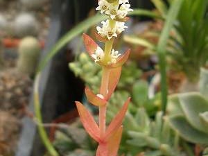 Crassula cv Flame Iv FG