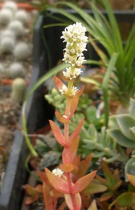 Crassula cv Flame Iv FG