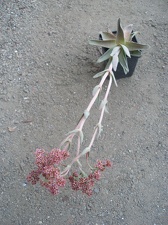 Crassula cv Justus Corderoy