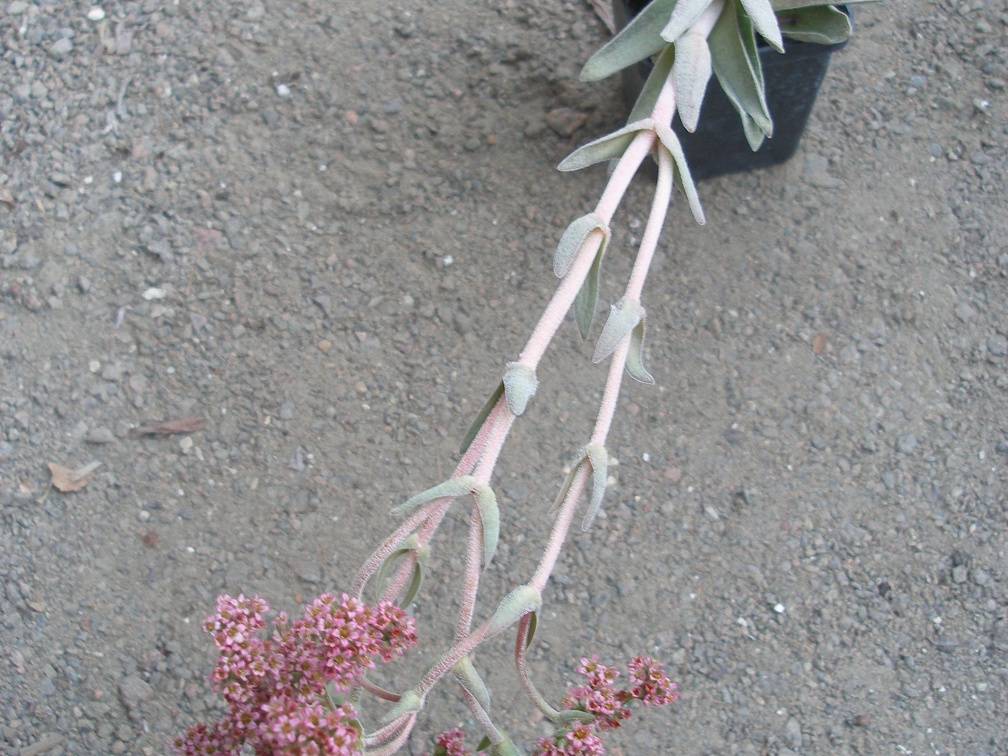 Crassula cv Justus Corderoy