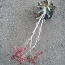 Crassula cv Justus Corderoy