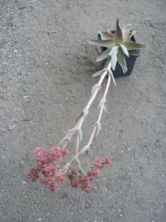 Crassula cv Justus Corderoy