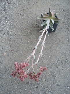 Crassula cv Justus Corderoy