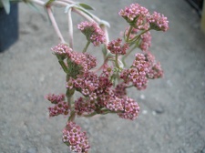 Crassula cv Justus Corderoy1