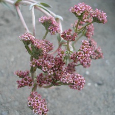Crassula cv Justus Corderoy1