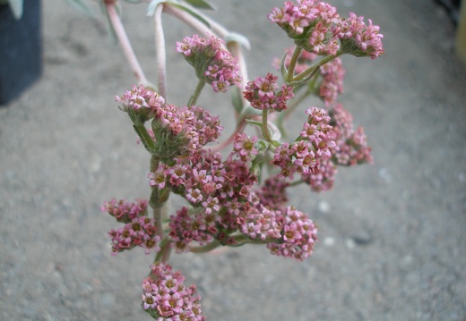 Crassula cv Justus Corderoy1