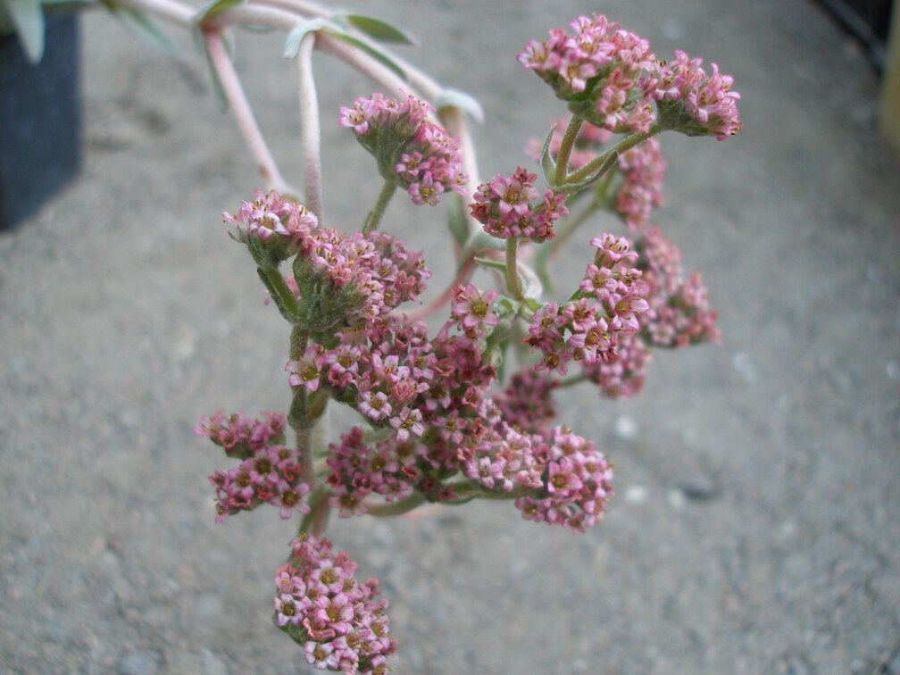 Crassula cv Justus Corderoy1