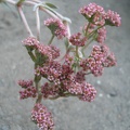Crassula_cv_Justus_Corderoy1.JPG
