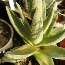 Crassula cv Justus Corderoy 2