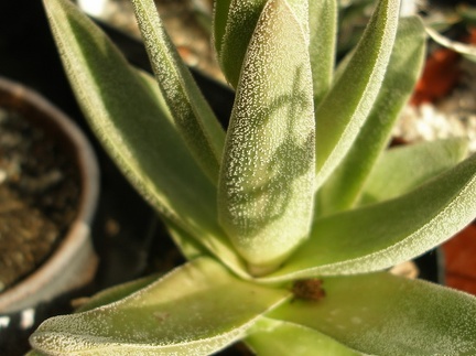 Crassula cv Justus Corderoy 2