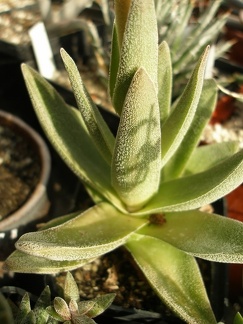 Crassula cv Justus Corderoy 2