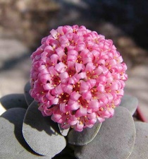 Crassula cv Morgan-s beauti