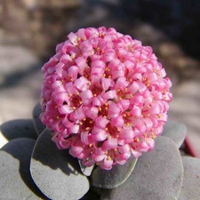 Crassula cv Morgan-s beauti