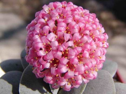 Crassula cv Morgan-s beauti