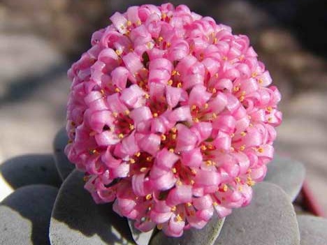 Crassula cv Morgan-s beauti