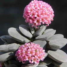 Crassula cv Morgan-s beauti2