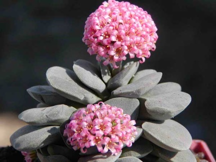 Crassula cv Morgan-s beauti2