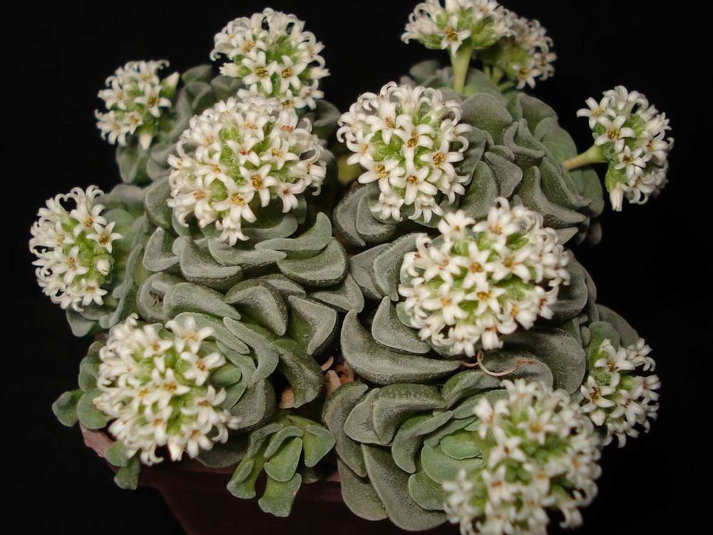 Crassula cv   Celia Sirocco FG
