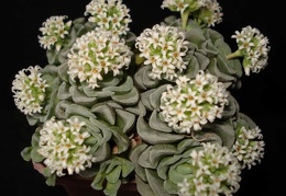 Crassula cv   Celia Sirocco FG