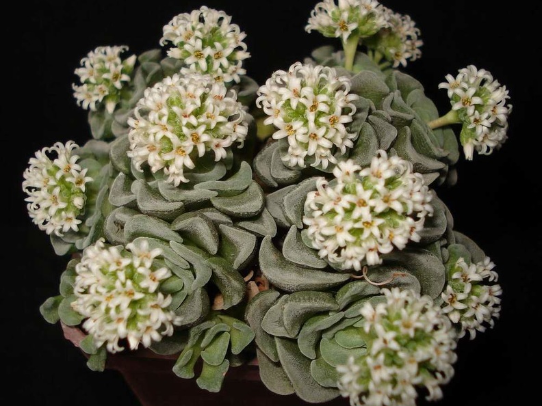 Crassula cv   Celia Sirocco FG