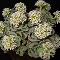 Crassula cv   Celia Sirocco FG