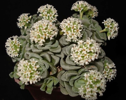 Crassula cv   Celia Sirocco FG