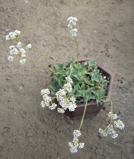 Crassula intermedia