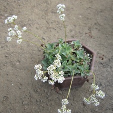 Crassula intermedia