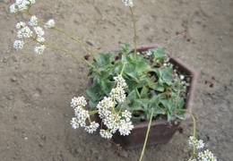 Crassula intermedia