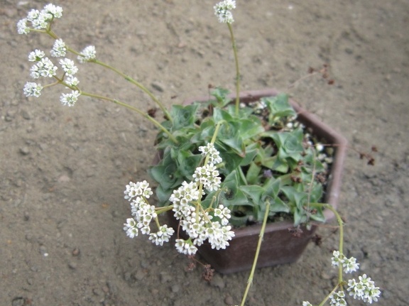 Crassula intermedia