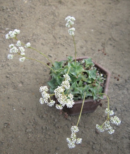 Crassula_intermedia.JPG