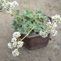 Crassula intermedia Iv
