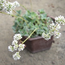 Crassula intermedia Iv