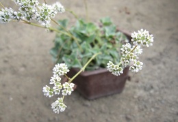 Crassula intermedia Iv