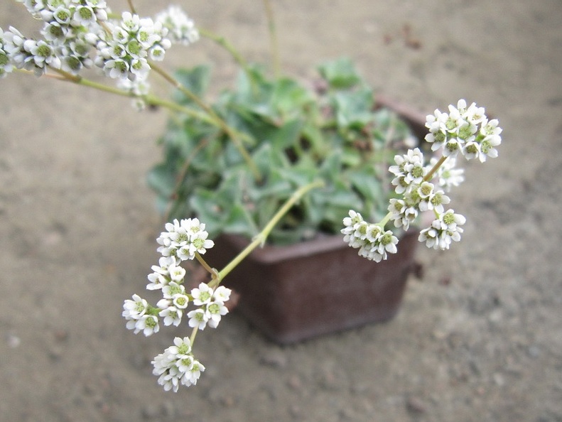 Crassula intermedia Iv