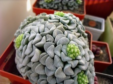 Crassula mesembrianthemopsis