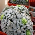 Crassula mesembrianthemopsis