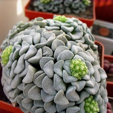Crassula mesembrianthemopsis