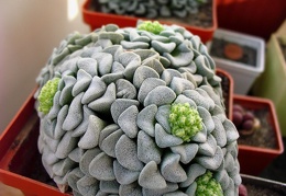 Crassula mesembrianthemopsis