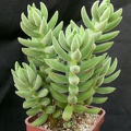 Crassula mesembryanthemoides
