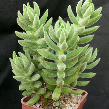 Crassula mesembryanthemoides