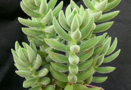 Crassula mesembryanthemoides