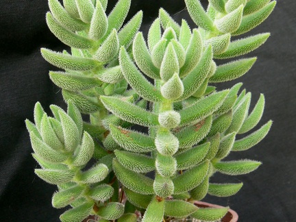 Crassula mesembryanthemoides