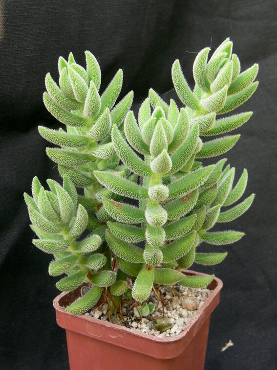 Crassula mesembryanthemoides