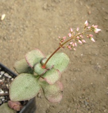 Crassula multicava