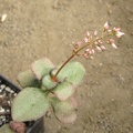 Crassula multicava