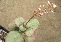 Crassula multicava